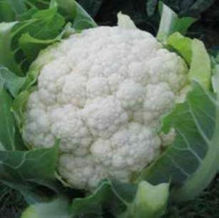 Бразилия F1 семена капусты цветной (Hazera / Хазера)