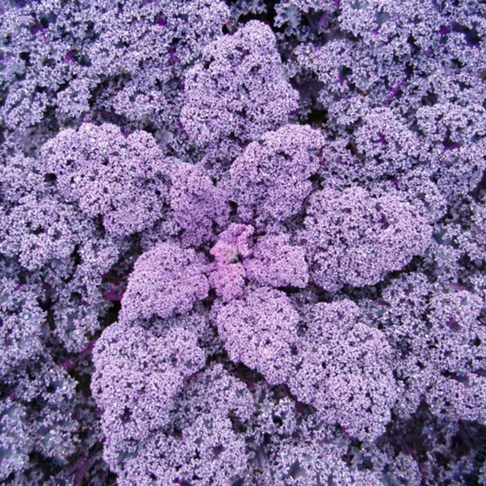 Капуста листовая Редбор F1 (25шт)  Витагрин Профи