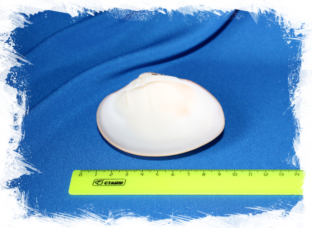 Ракушка для создания свечей