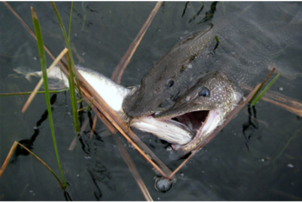 Жор щуки перед нерестом. 5 самых важных аспектов весной 2021 года! Жор щуки перед нерестом. 5 самых важных аспектов весной 2021 года!