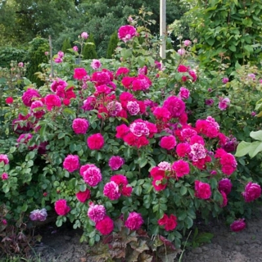 Роза Сангрия штамб 140см Закупка М21 весна 2026