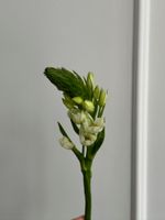 Орнитогалум