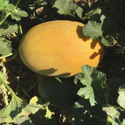 Дейра F1 семена дыни (Enza Zaden / Энза Заден)