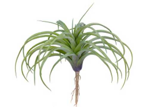 Тилландсия розетка нежно-зелёная припылённая