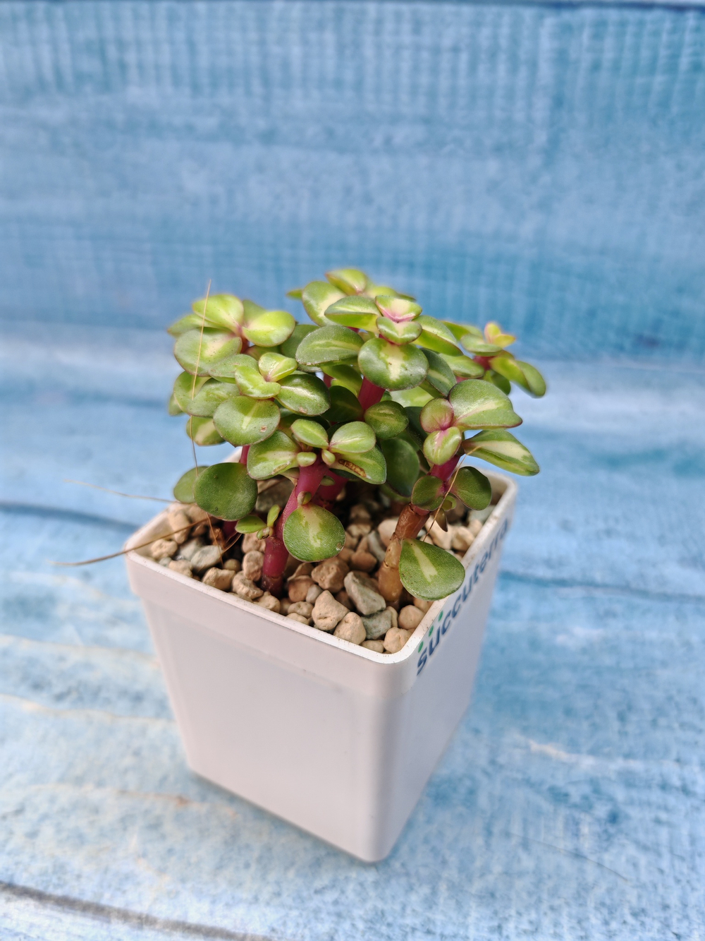 Portulacaria Afra Mediopicta (Портулакария)