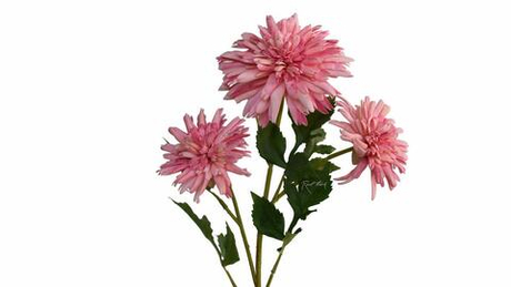 Хризантема Корейская - Розовый