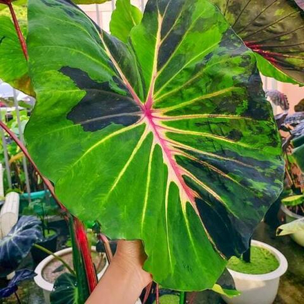 Колоказия STAR LIGHT