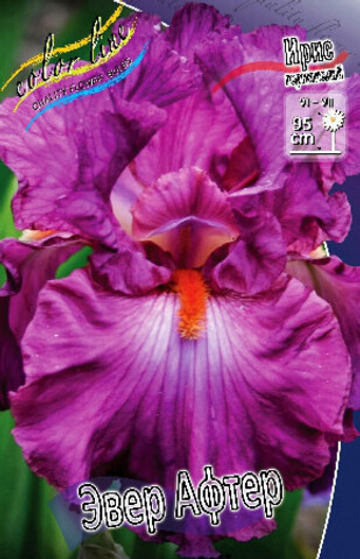 Ирис Германский Эвер Афтер
