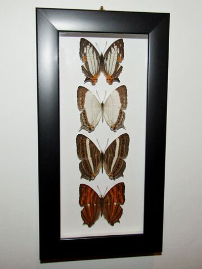 Бабочки Цирестисы в рамке