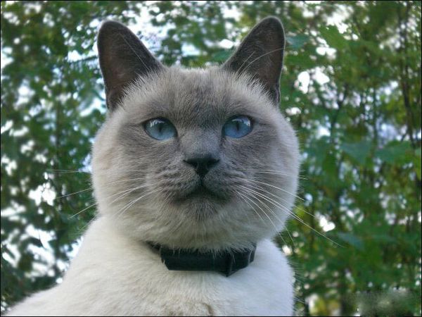 Тайская кошка Тайская кошка