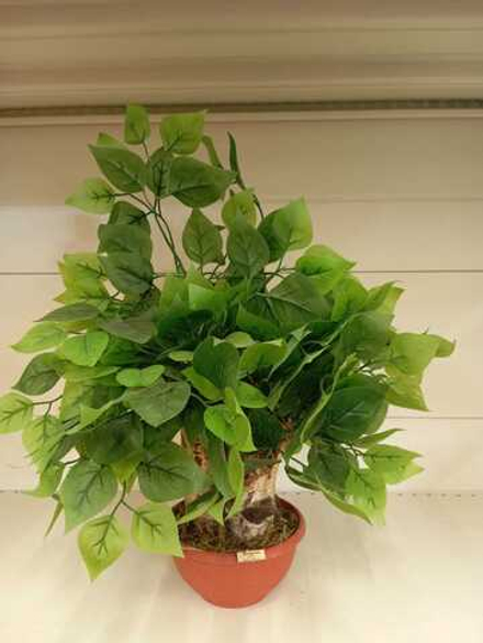 Бонсай "Березка"