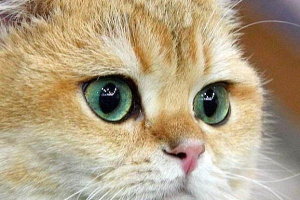 Окружающий мир глазами кошки