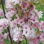 Сакура Аманогава C12 250-300