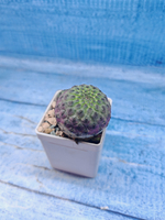 Sulcorebutia rauschii (Сулькоребуция)