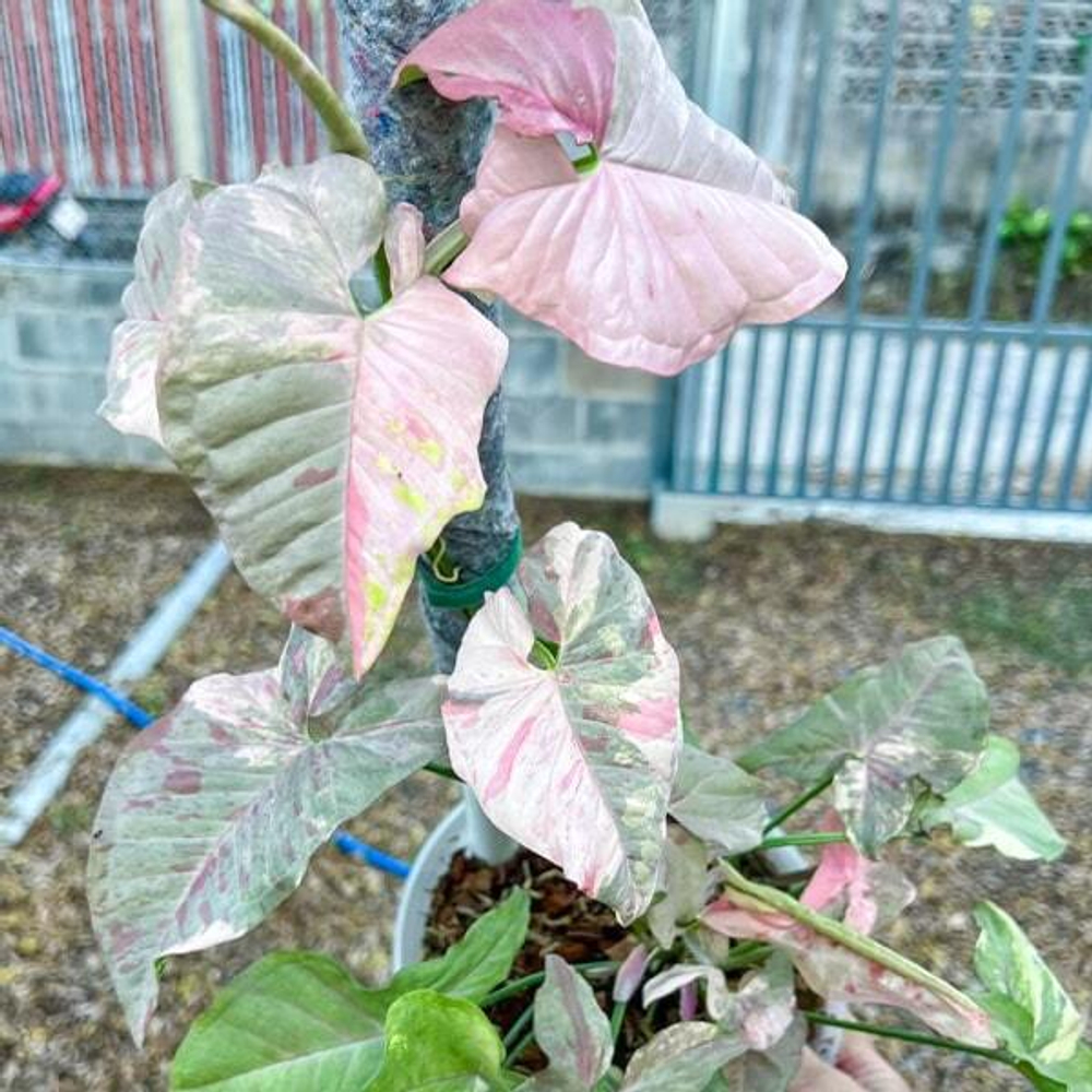 Сингониум PINK SPOT DOUBLE VAR