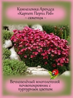 Камнеломка Арендса Карпет Перпл Роб