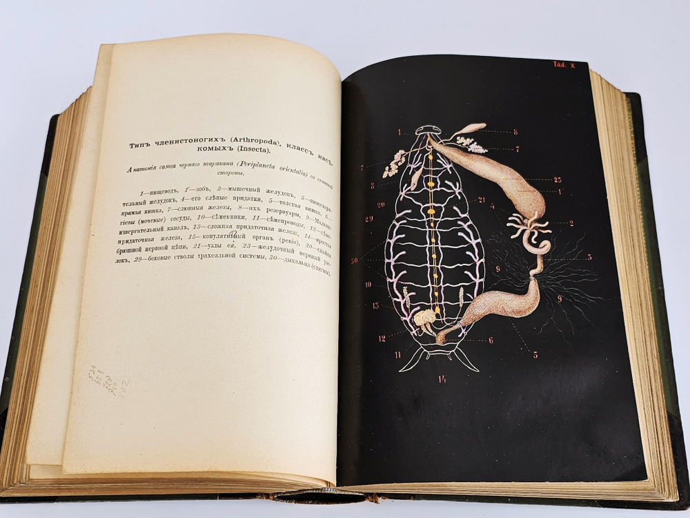 "Учебник зоологии и сравнительной анатомии для высших учебных заведений (преимущественно для медиков).". Холодковский Н.А.. 1909г.