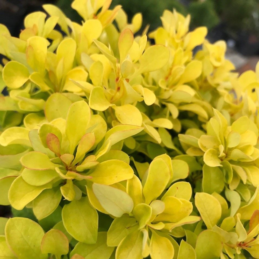 Барбарис Тунберга Тини Голд С15 20-25