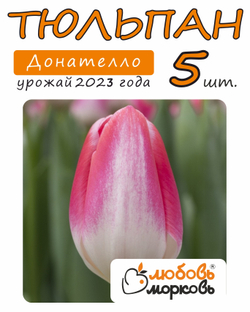 Тюльпан Донателло, 5 шт (Любовь Морковь)
