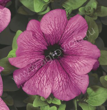 S6027 Петуния кустовая Grandiflora TriTunia Plum 100 шт.