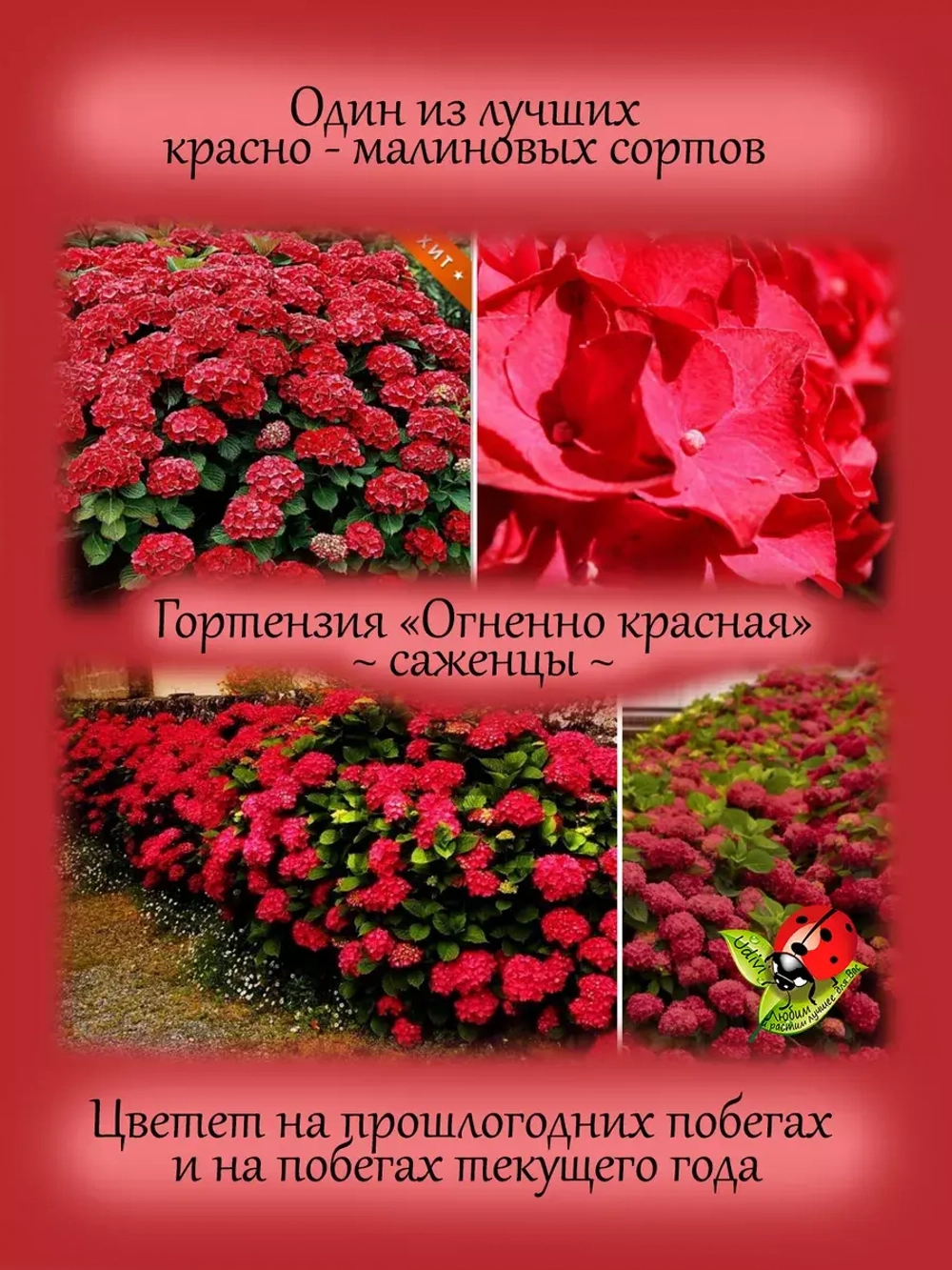 Гортензия Огненно красная Хот ред крупнолистная