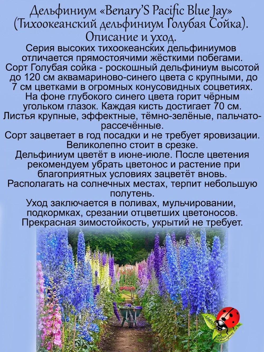 Дельфиниум Голубая Сойка Бенарис Пацифик Блю Джей Blue Jay