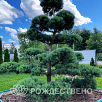 Топиары