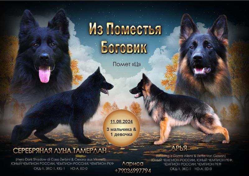 Помет "Ц"