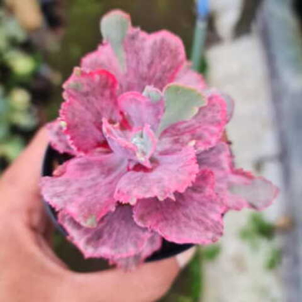 Эхеверия DRAGON FIN