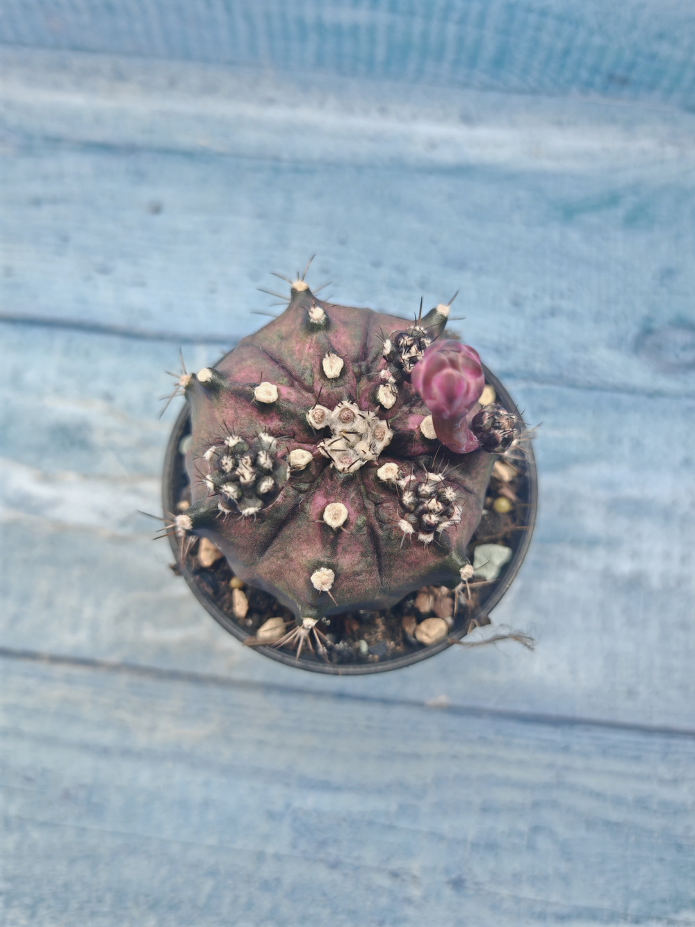 Gymnocalycium T-Rex Pink hybrid (Гимнокалициум T-rex)