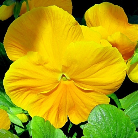 Виола желтая (Yellow) (6шт)