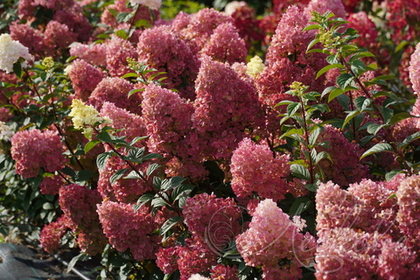 Гортензия метельчатая Sundae Fraise