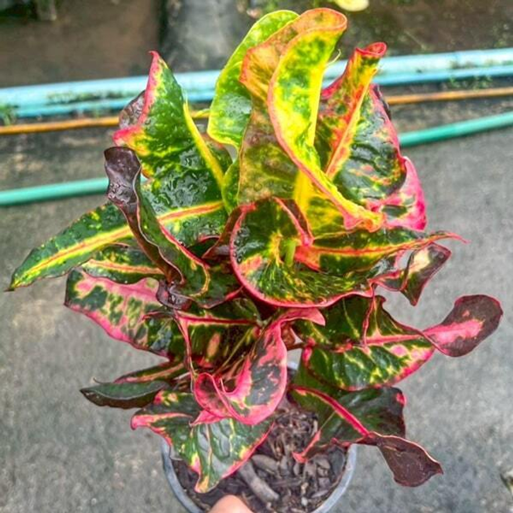 Кротон PLA THONG