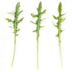 Темисто семена рукколы (Rijk Zwaan / Райк Цваан)