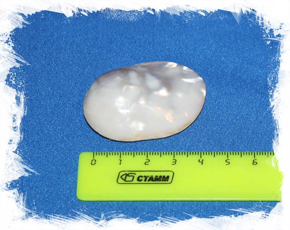 Ракушка Погремушка перламутровая