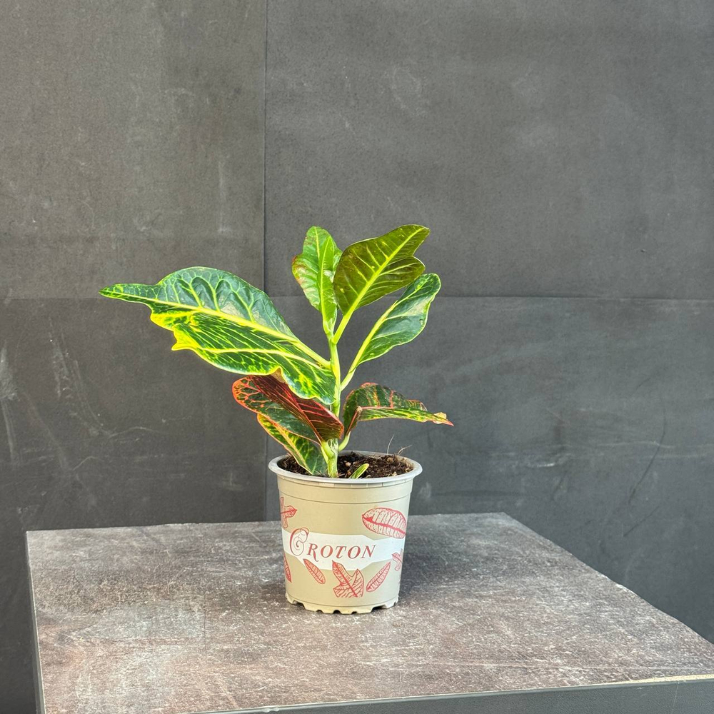 Кротон (Codiaeum variegatum)