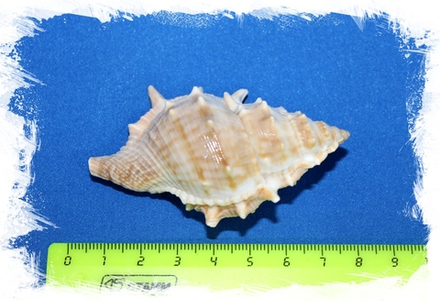 Бурса Спиноза, 6-9см, 1шт