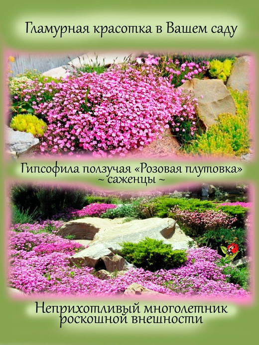 Гипсофила Розовая плутовка почвопокровная многолетняя