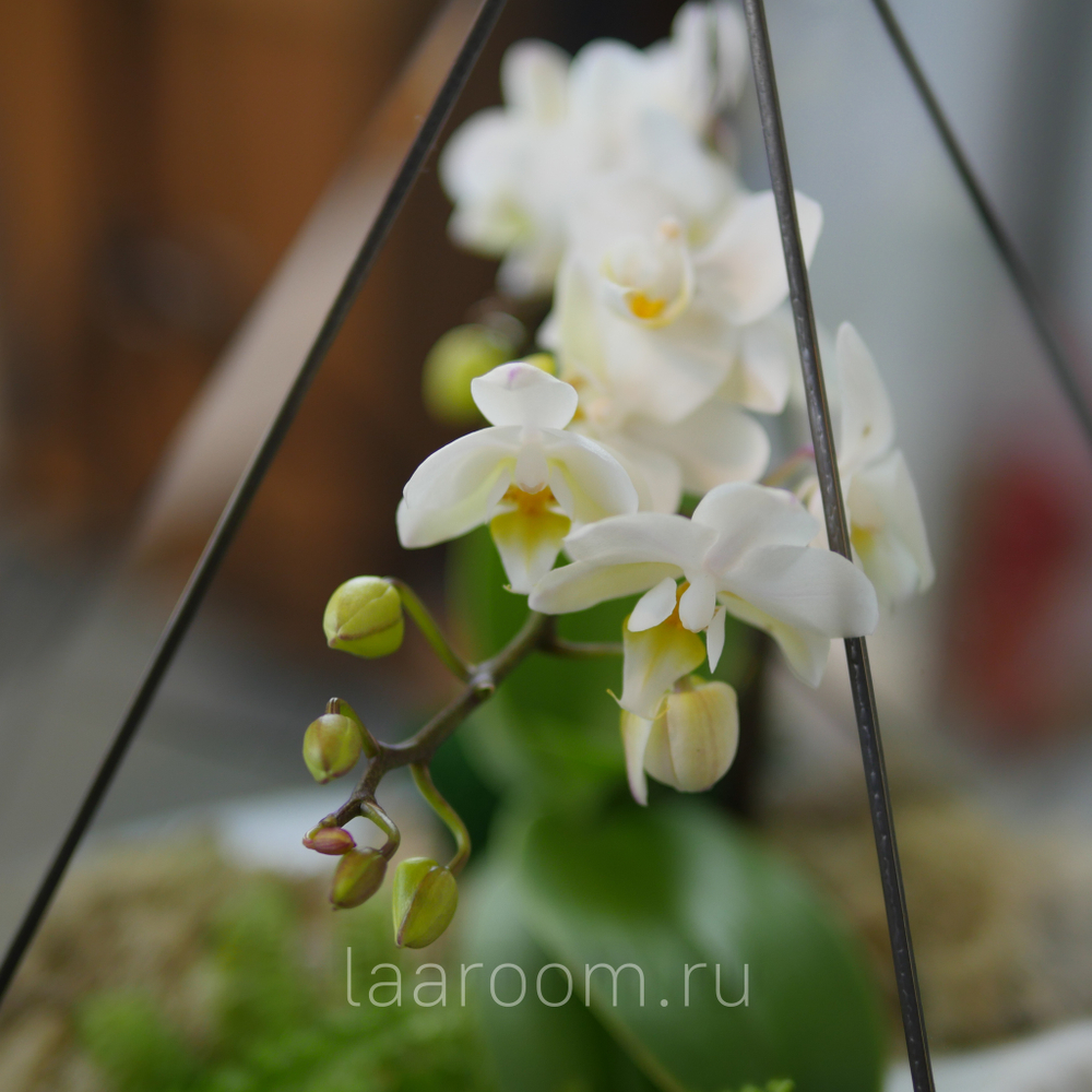 Готовый флорариум с белой орхидеей Капля