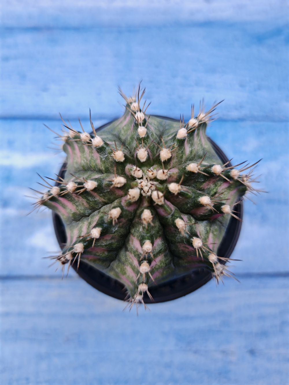 Gymnocalycium T-Rex Pink hybride (Гимнокалициум T-rex)