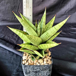 Сансевиерия APOLLO