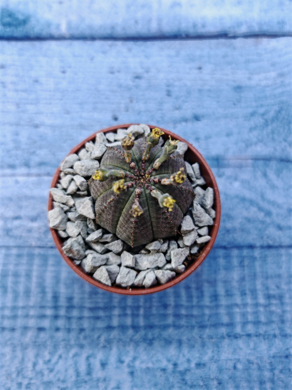 Euphoria Obesa (Эуфорбия)