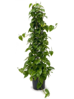 Эпипремнум на опоре