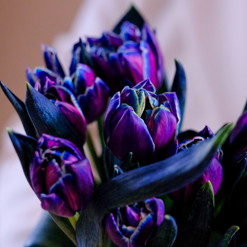 Купить Букет 35 пионовидных тюльпанов Columbus Color #811_1