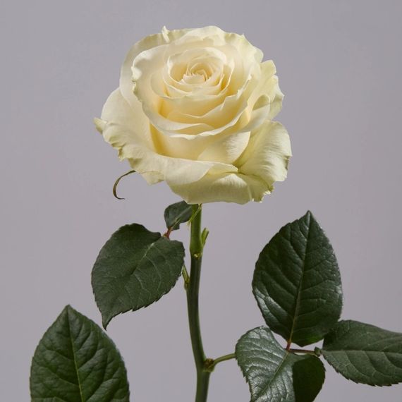 Роза Mondial, плантация Tessa