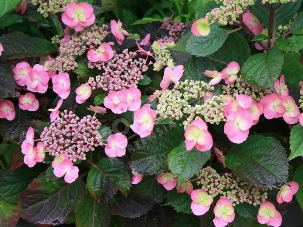 Гортензия пильчатая Коттон Кэнди Р9 Закупка М59 апрель 2026