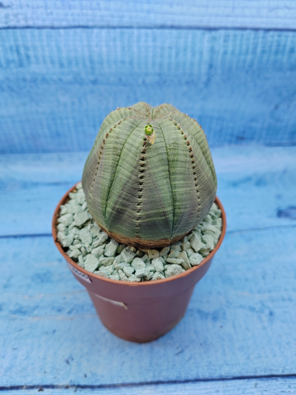 Euphorbia Obesa (Эуфорбия)