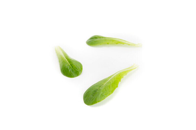 Дейволт семена салата бебилифа (Rijk Zwaan / Райк Цваан)