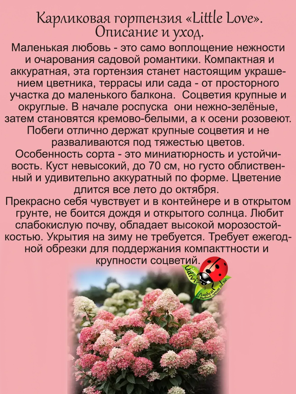 Гортензия Маленькая Любовь Литл Лав метельчатая