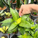 Сансевиерия HAHNII GOLD PHILIPPINE